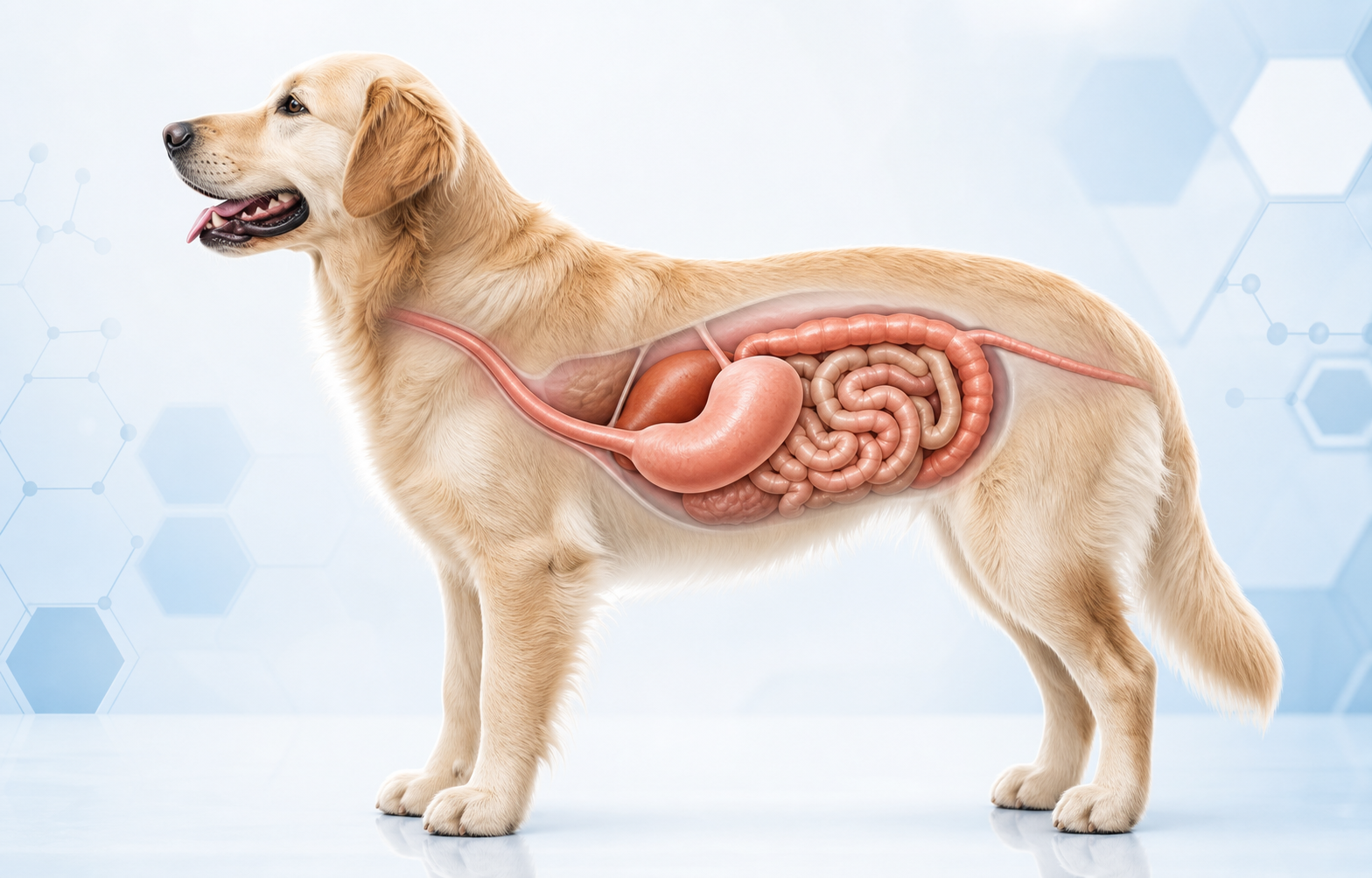 Veterinary illustration of a dog's digestive system